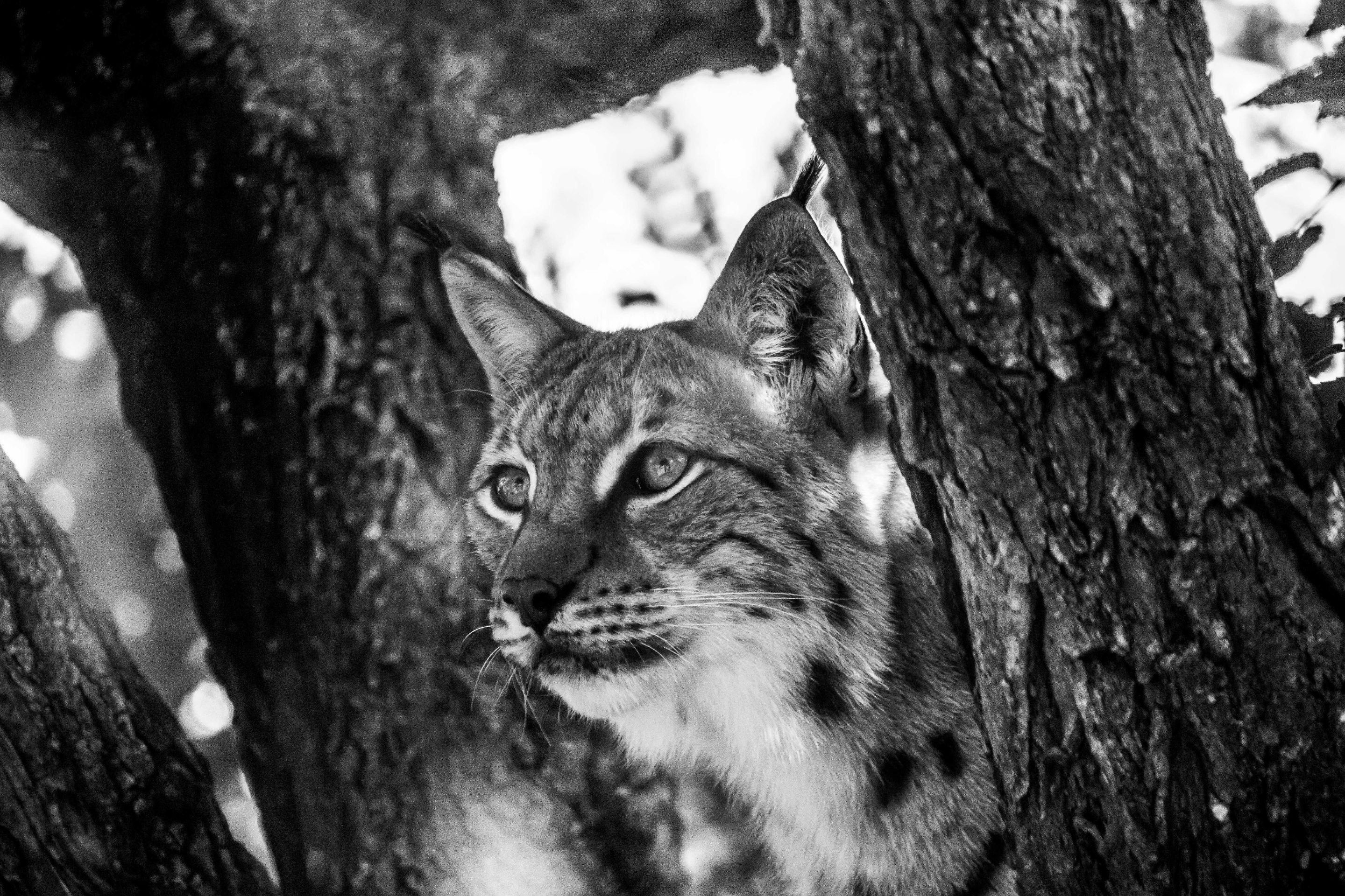 zoo_2-2715.jpg