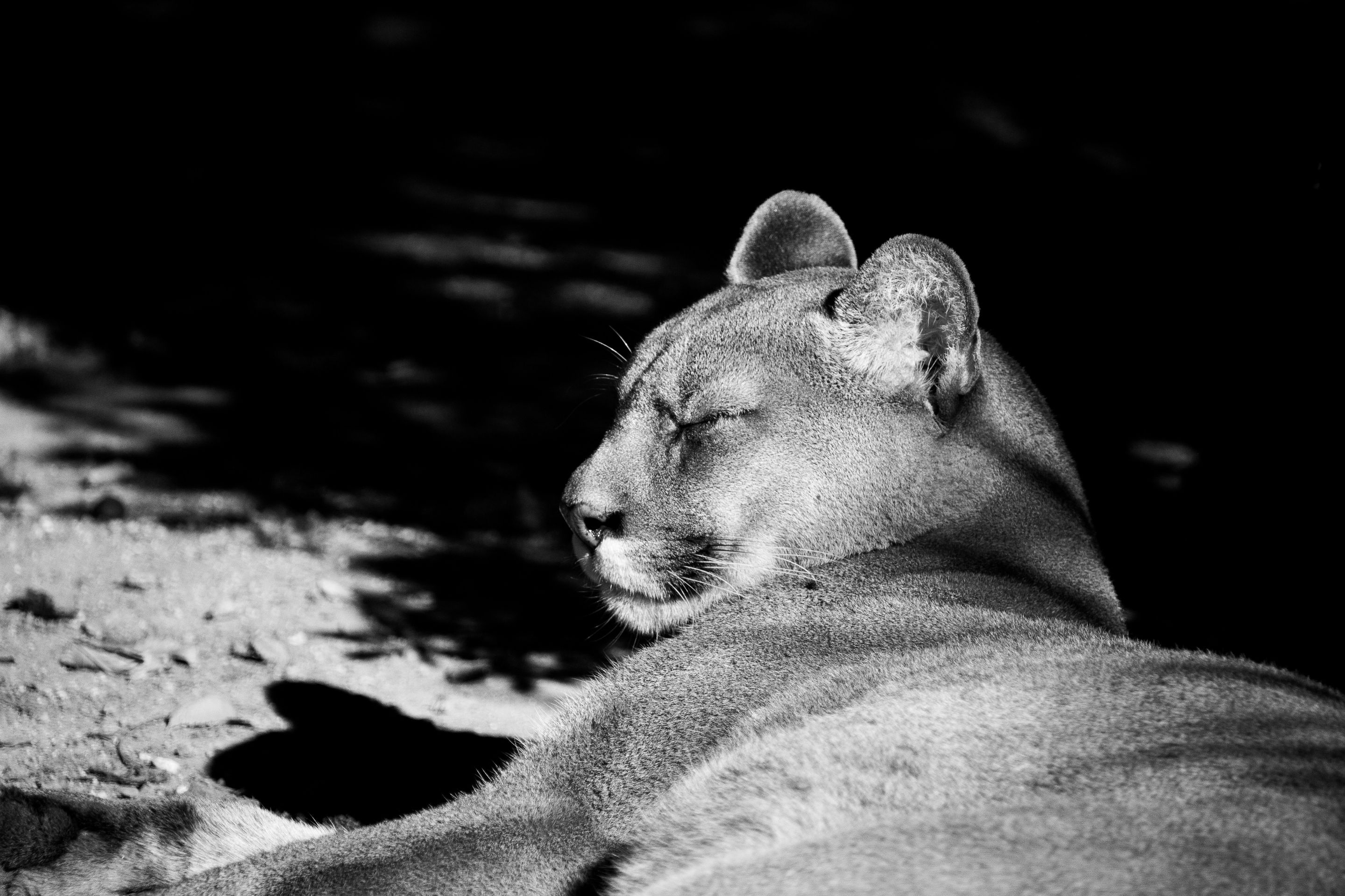 zoo_2-2720.jpg