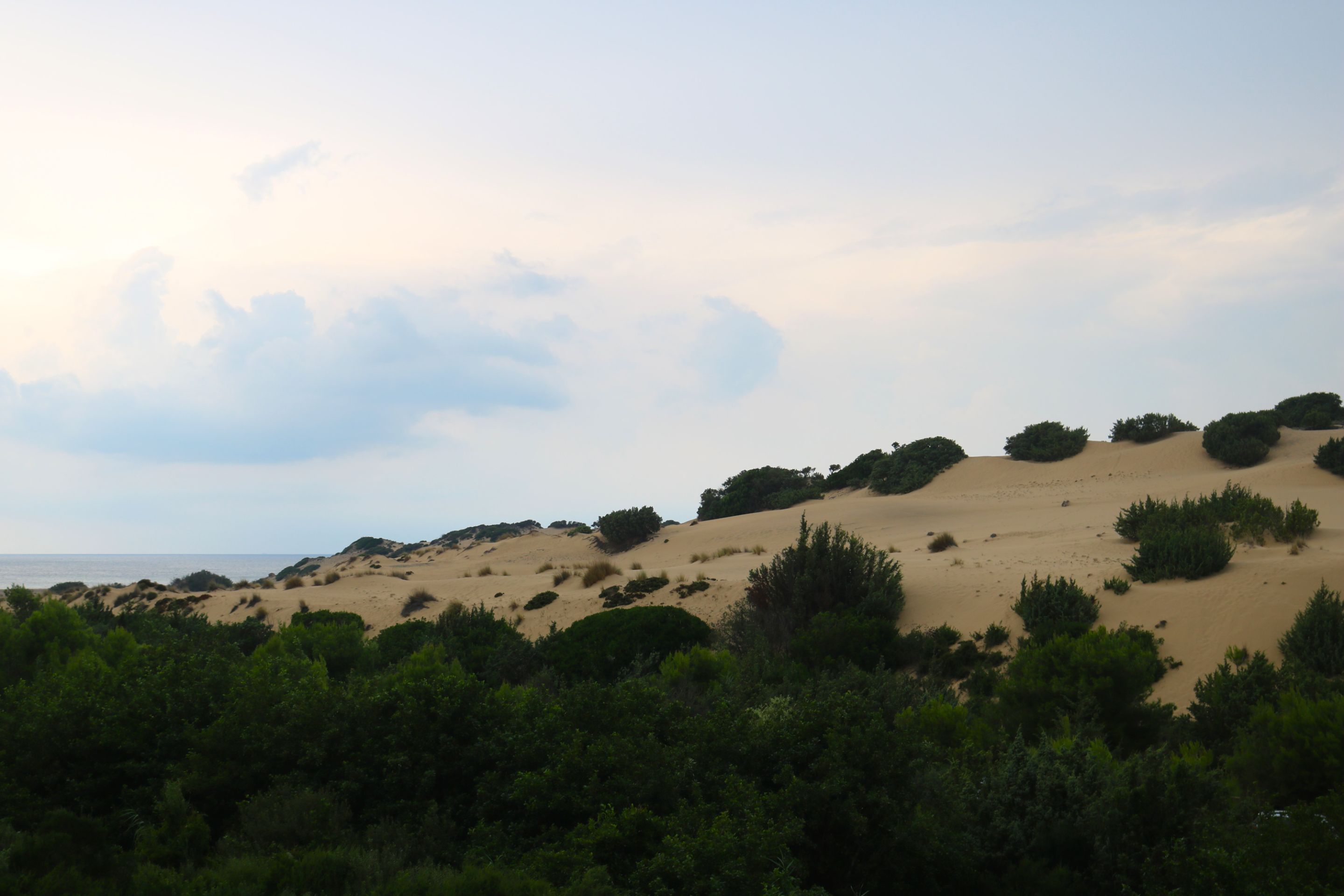 IMG_8955.JPG