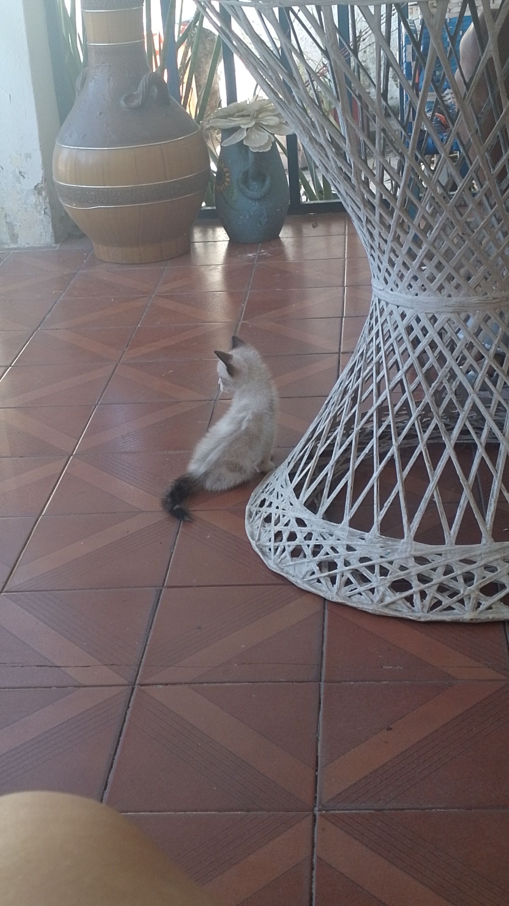 IMG-20241126-WA0030.jpeg