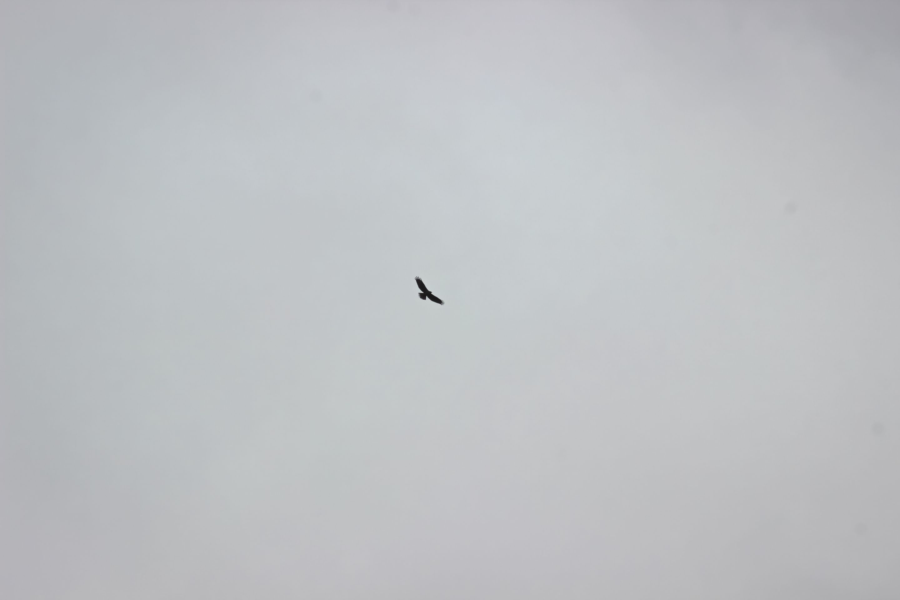 IMG_1294.jpg