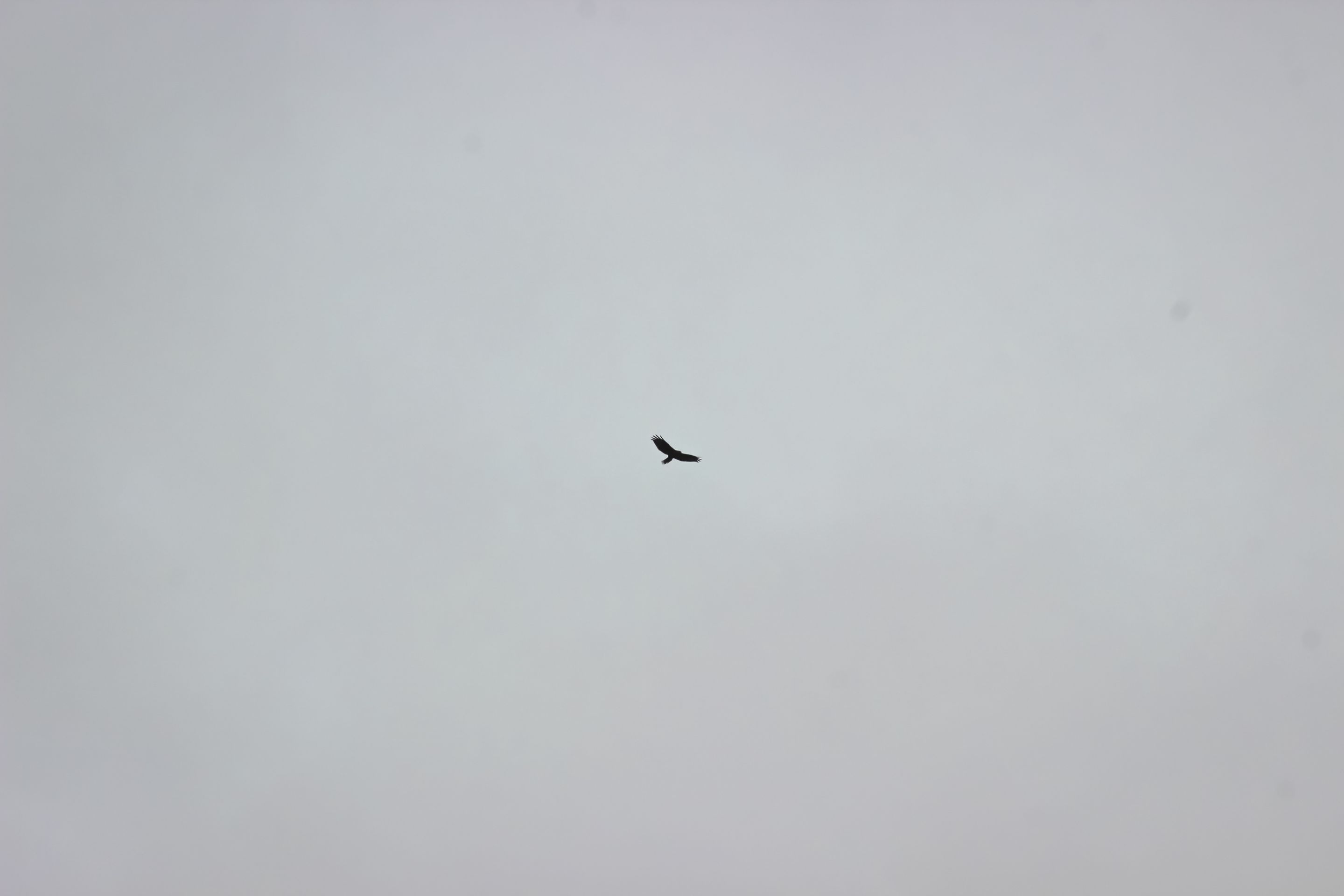 IMG_1292.jpg