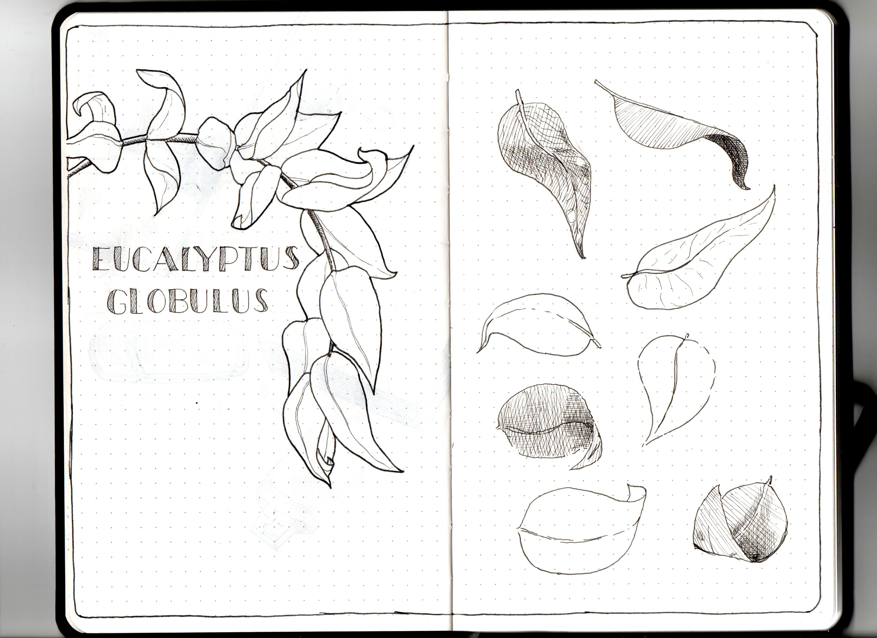 eucalyptus scan.jpg