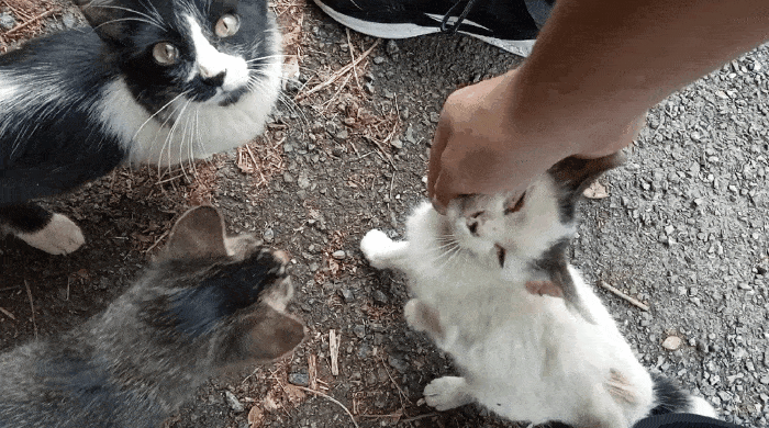 GIF-220316_182020.gif