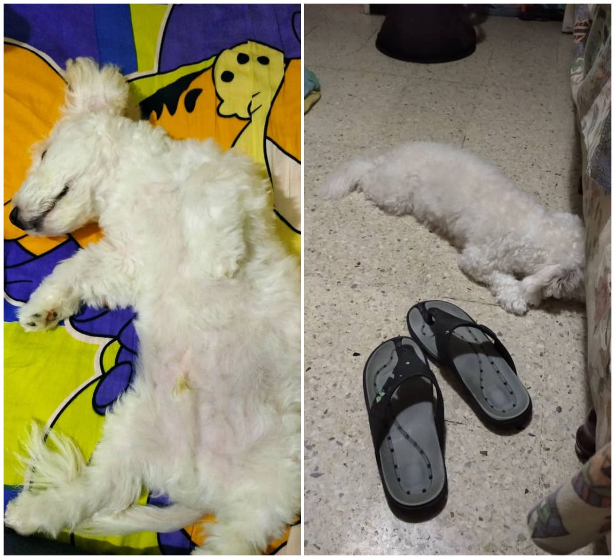 mirmiendo.jpg