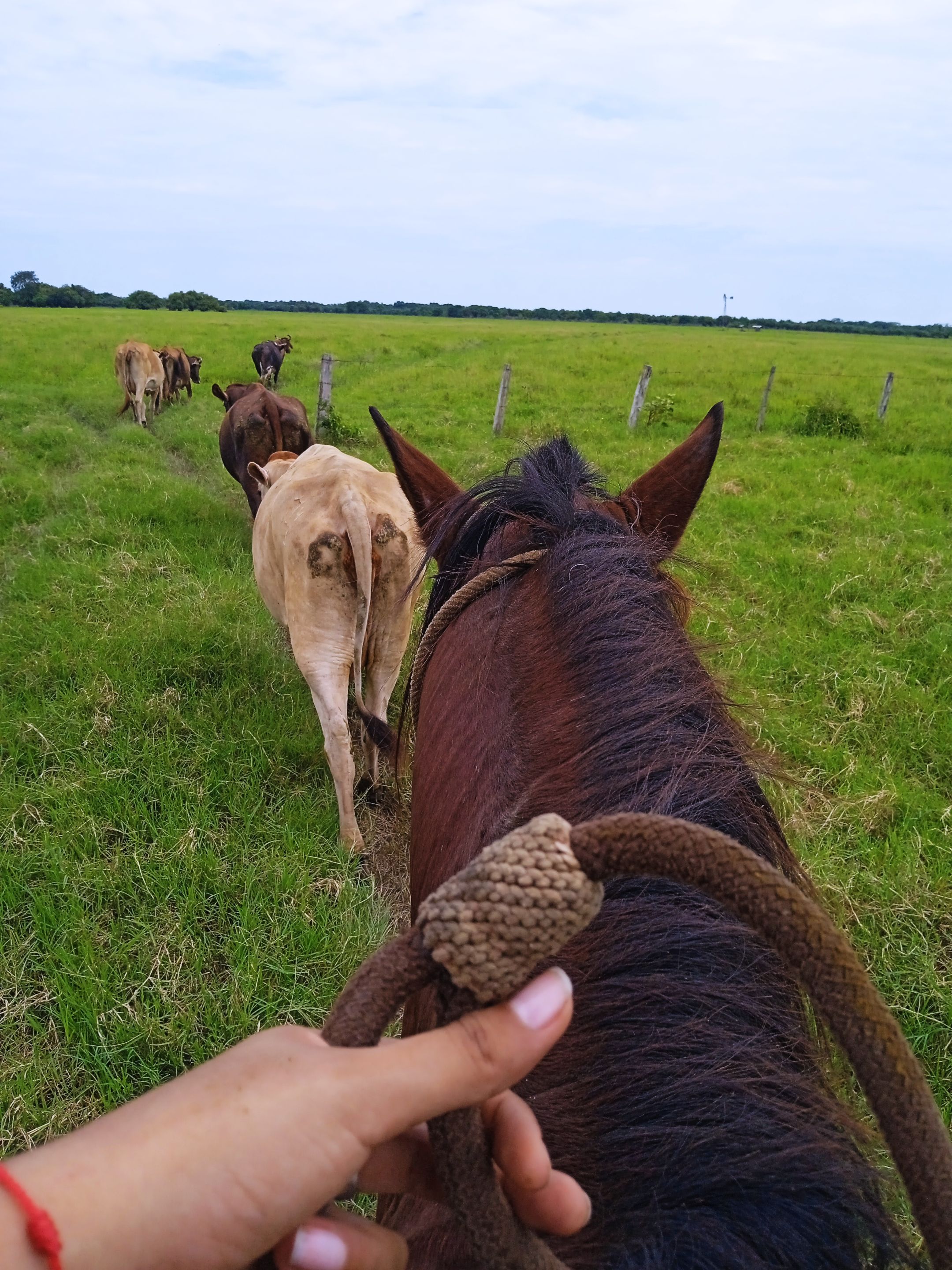 caballo