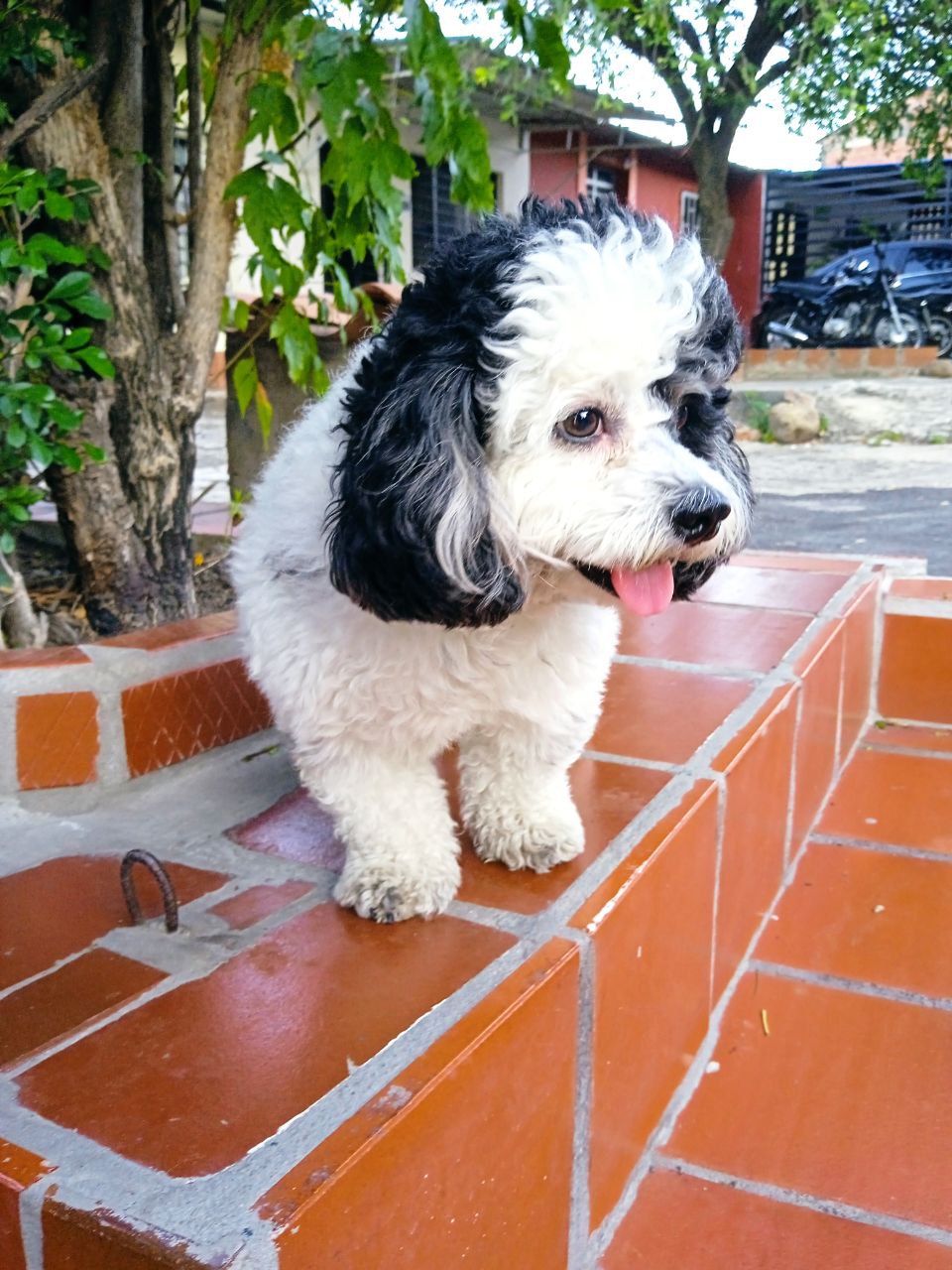 danphy