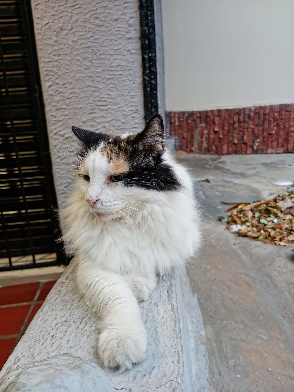 gato