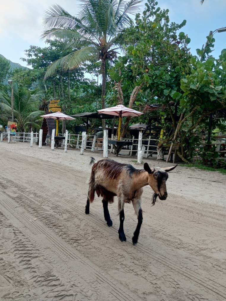 chivo