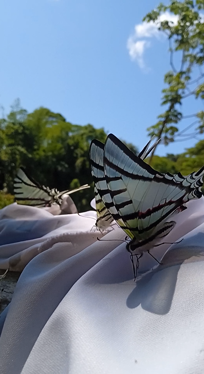 mariposas
