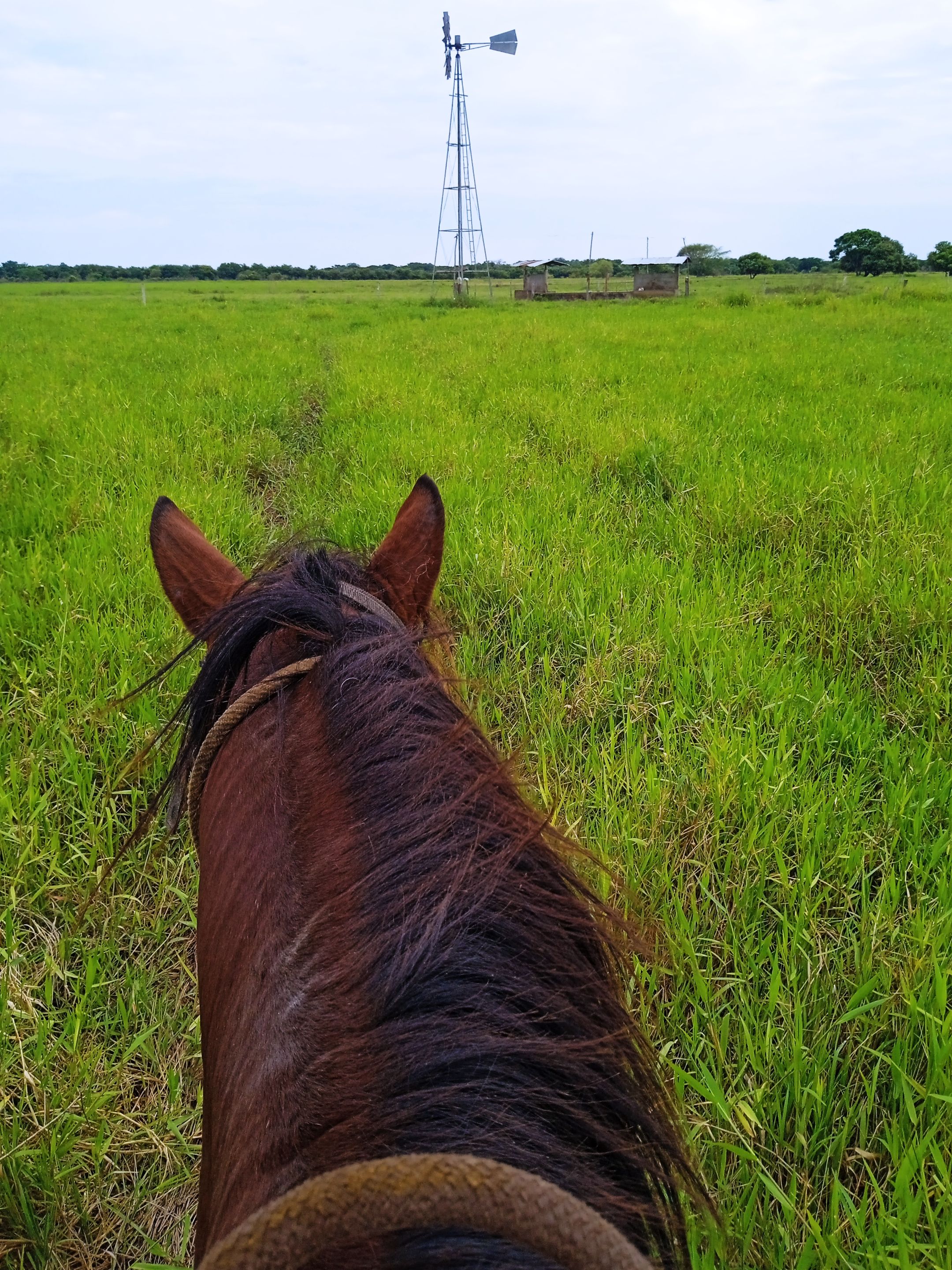 caballo