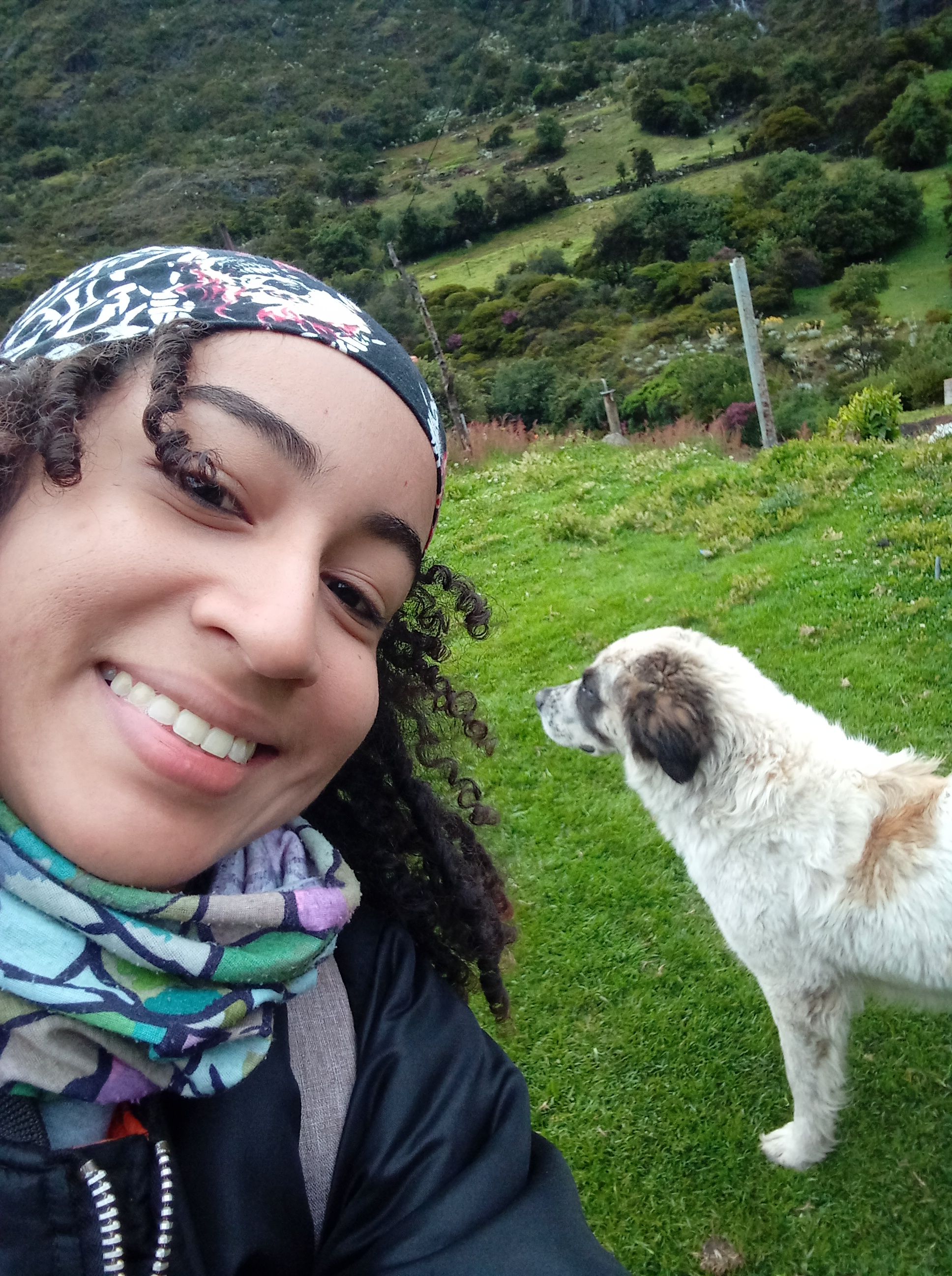 perrito