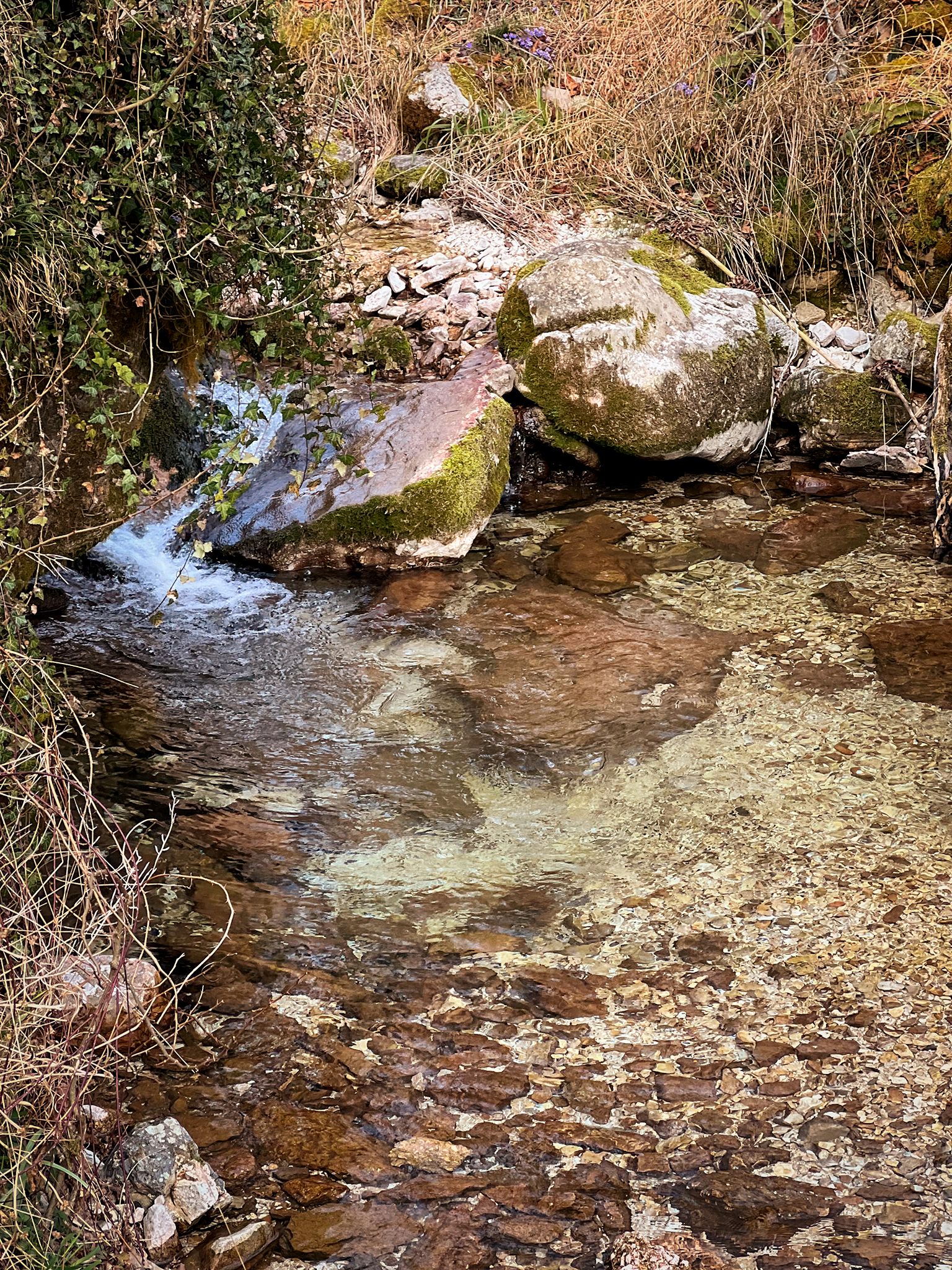 IMG_8619.jpg