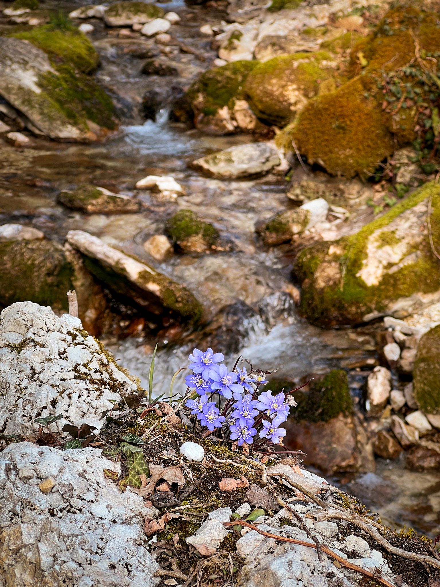 IMG_8621.jpg