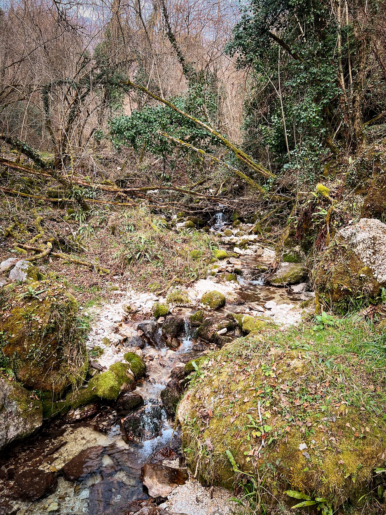 IMG_8661.jpg