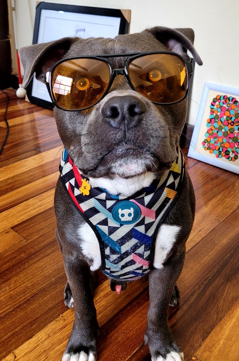 Compadre the dog.jpeg