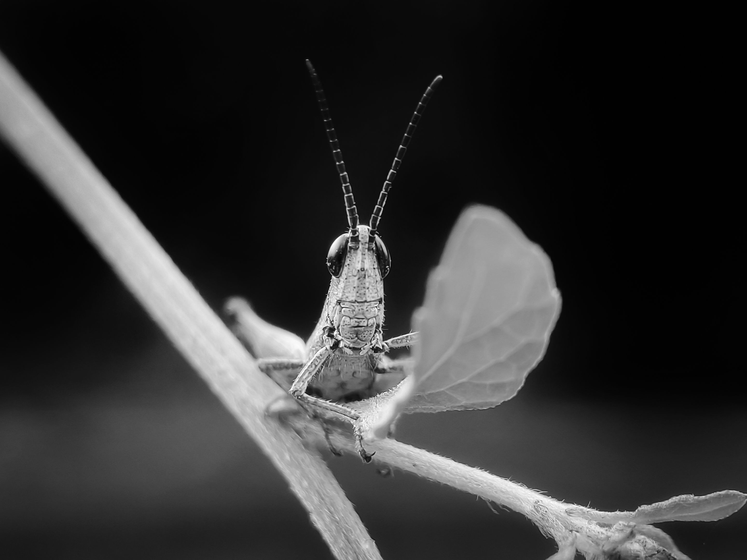 Monomad - Grasshoppers and Caterpillars
