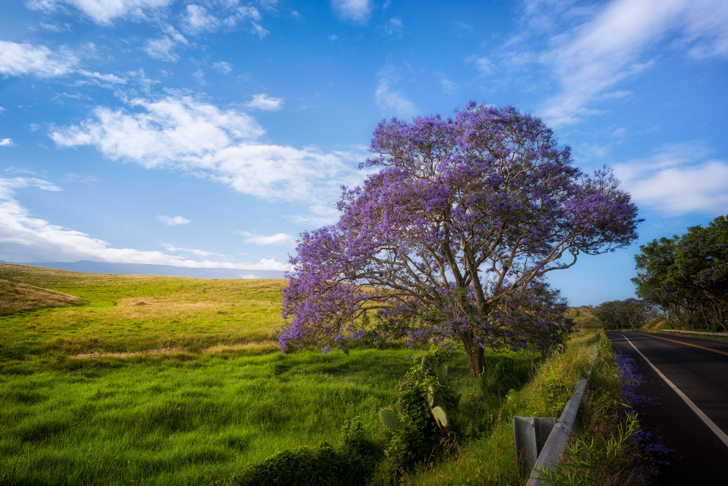 Alfredo Mora Photography PeakD Maui-1-3.jpg
