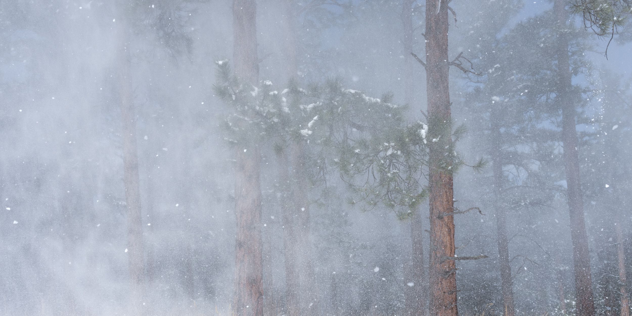 Snow vs Pine-2.JPG