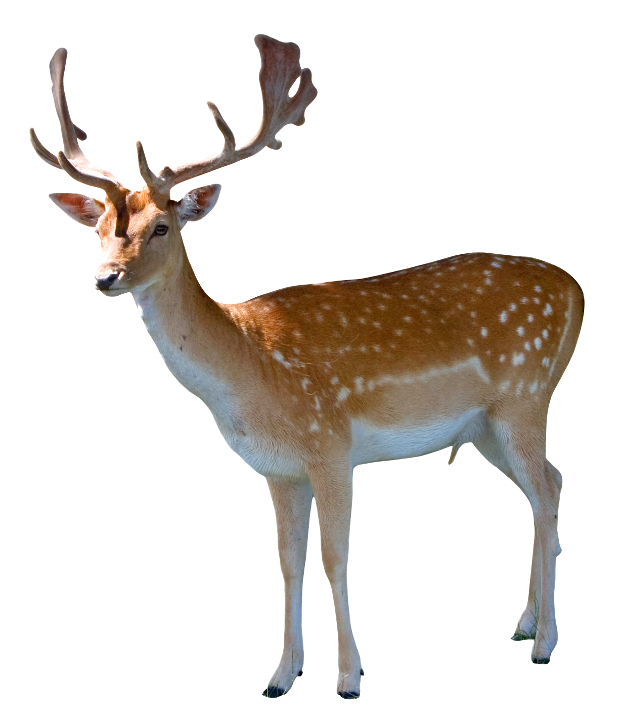 purepng.com-deeranimaldeerdoe-981524644306k3x1s.png