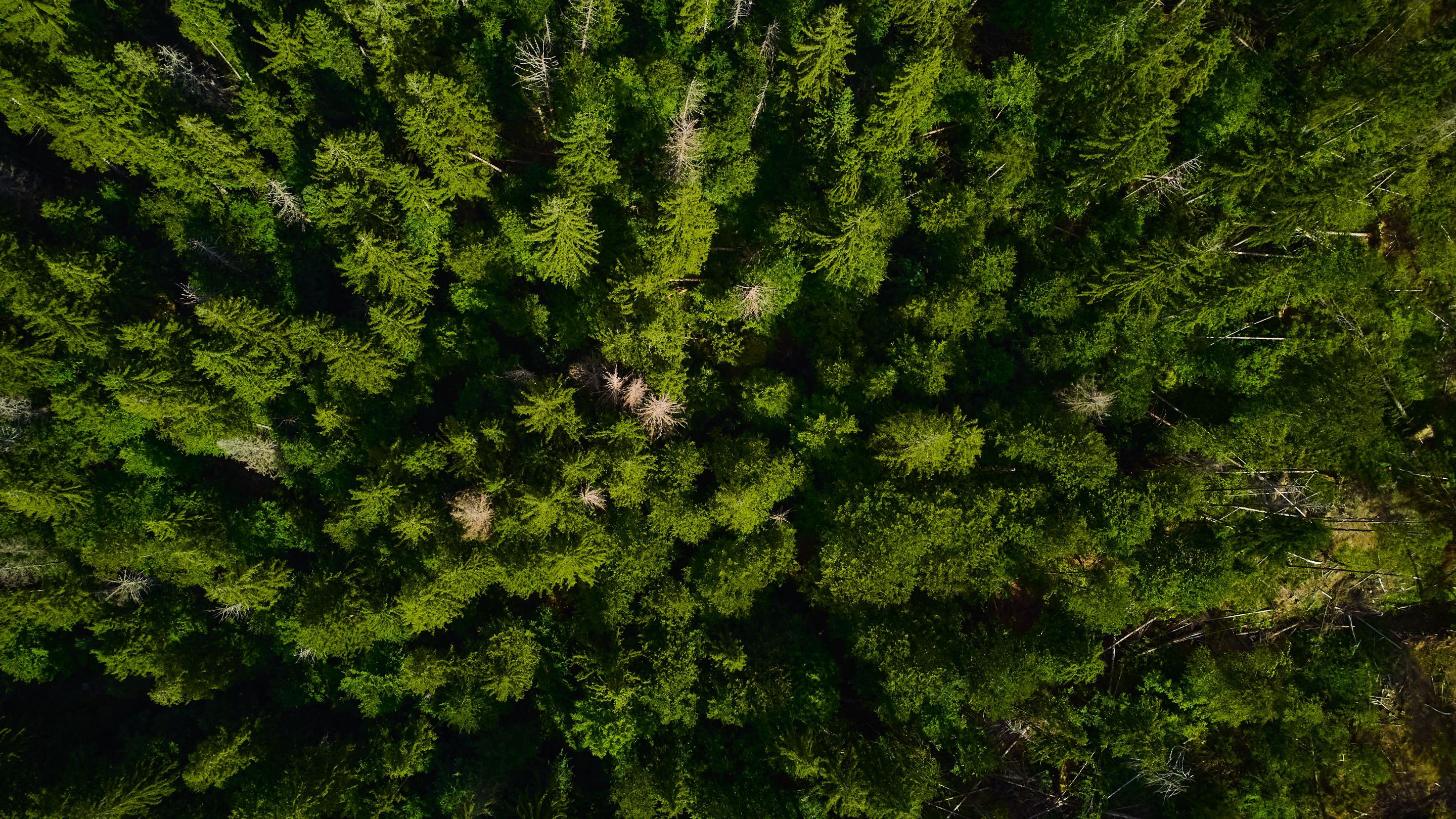 DJI_0581.jpg