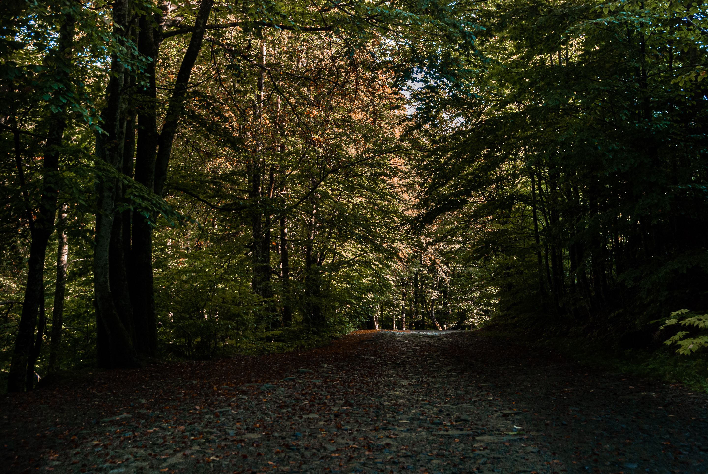 DSC_7173.jpg