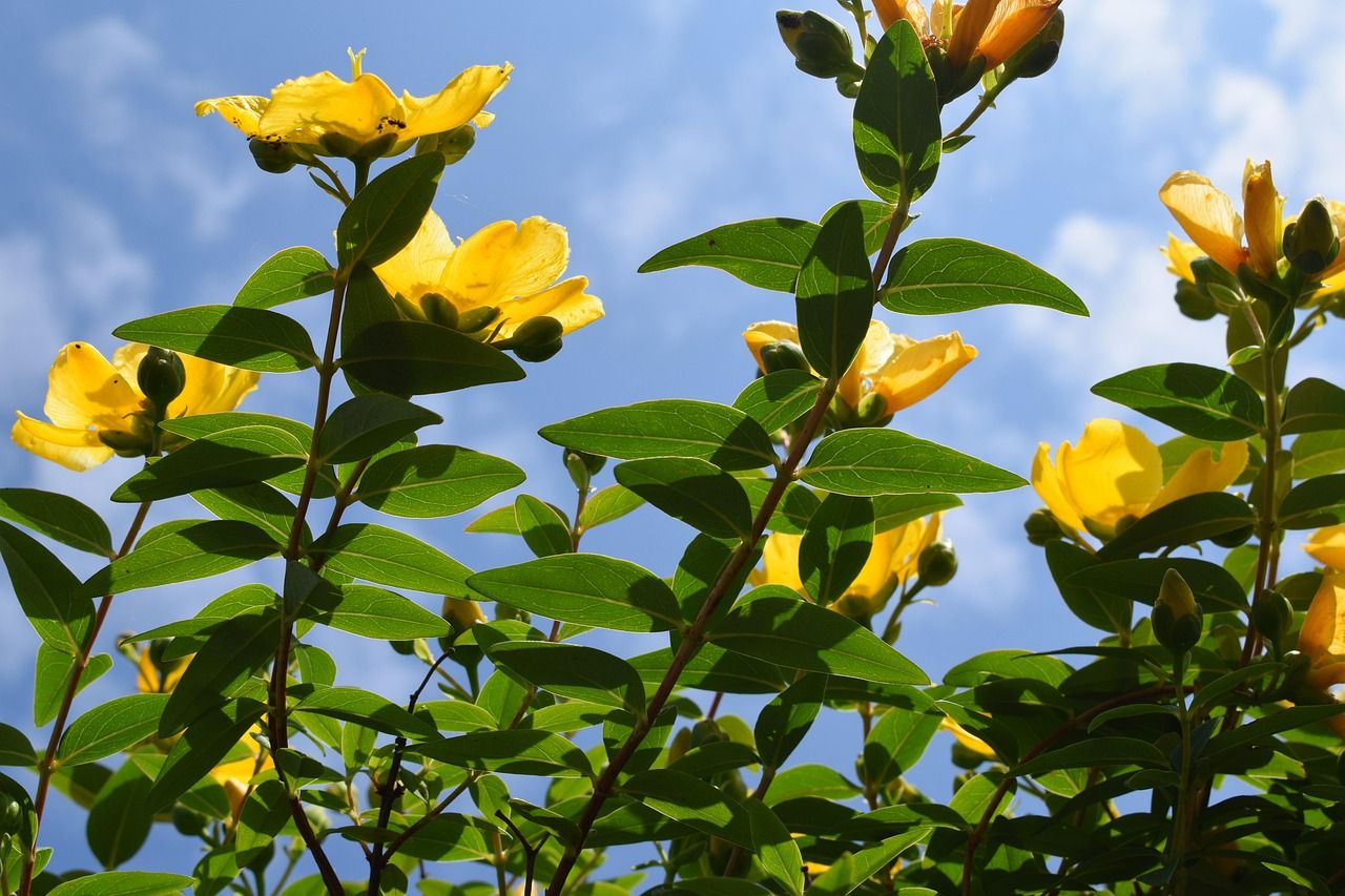 flowers-4435293_1280.jpg