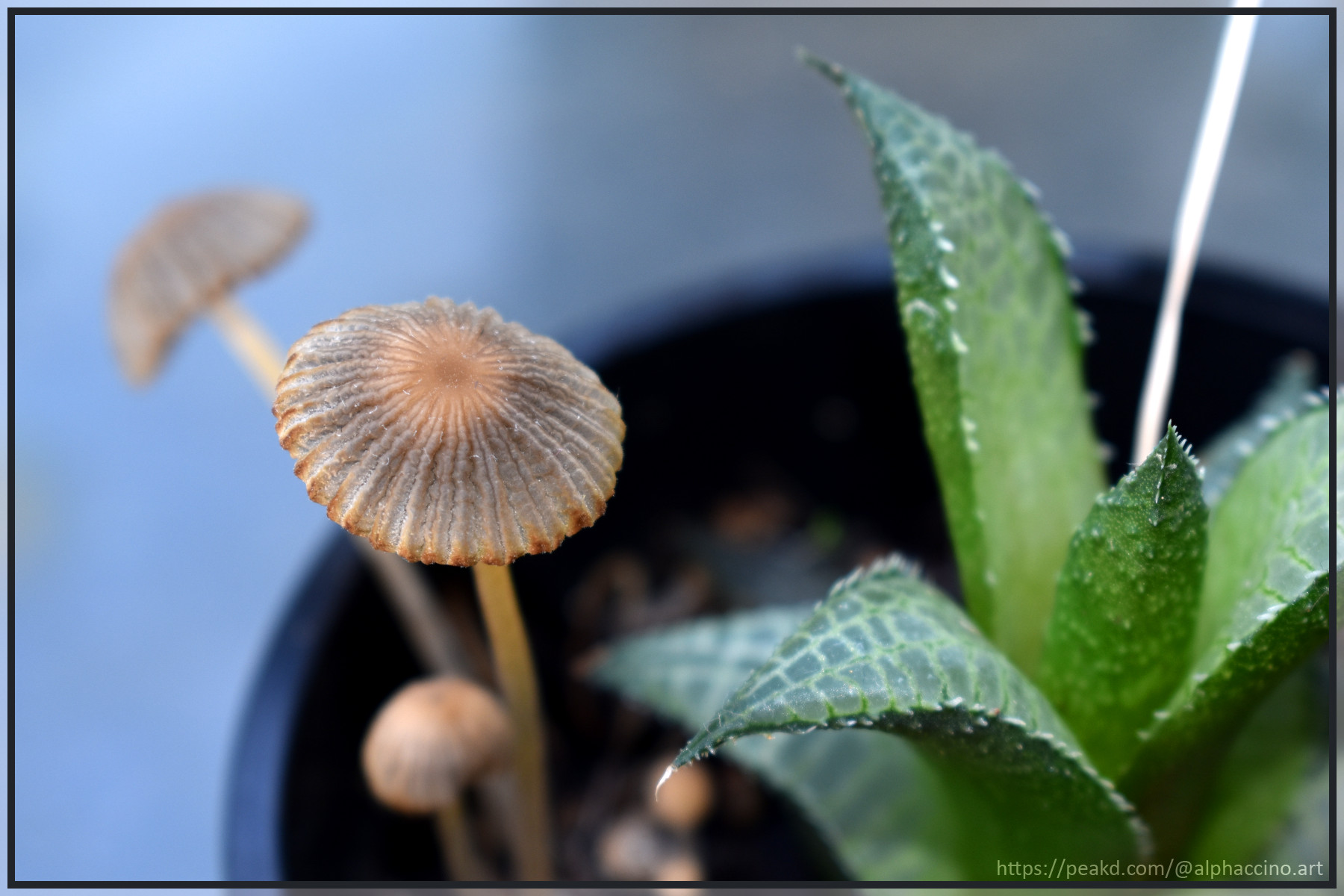 DSC_0017_hive.JPG