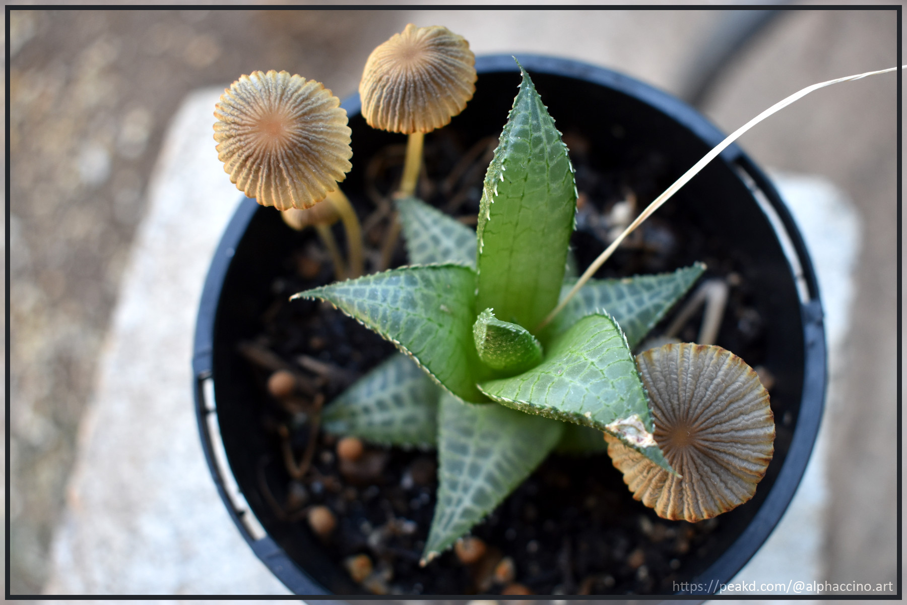 Haworthia and the Rogues