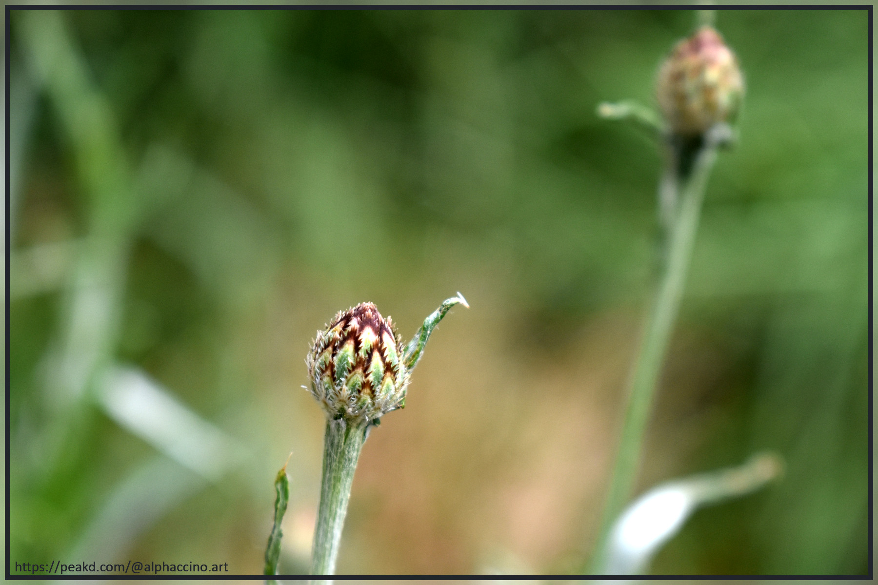 Cute (ugly but interesting?) Buds