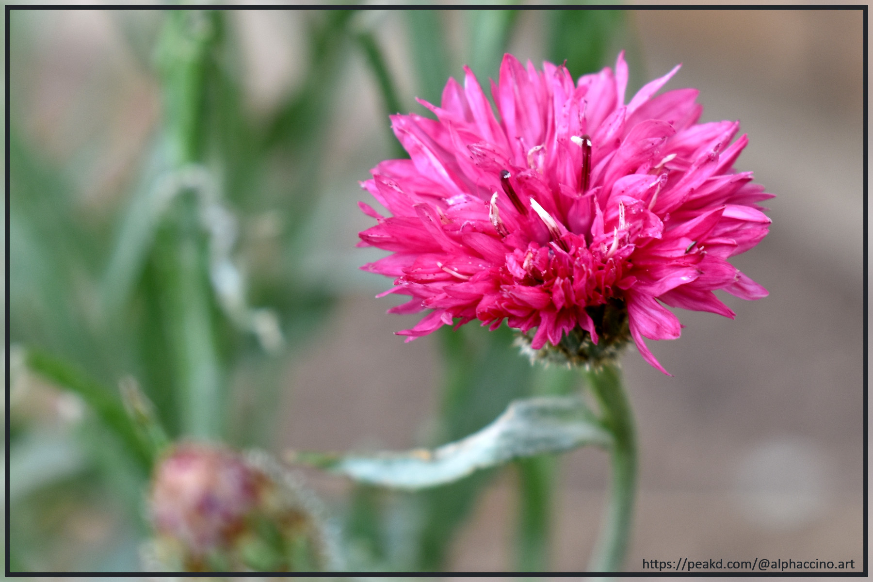 A Cottage Garden