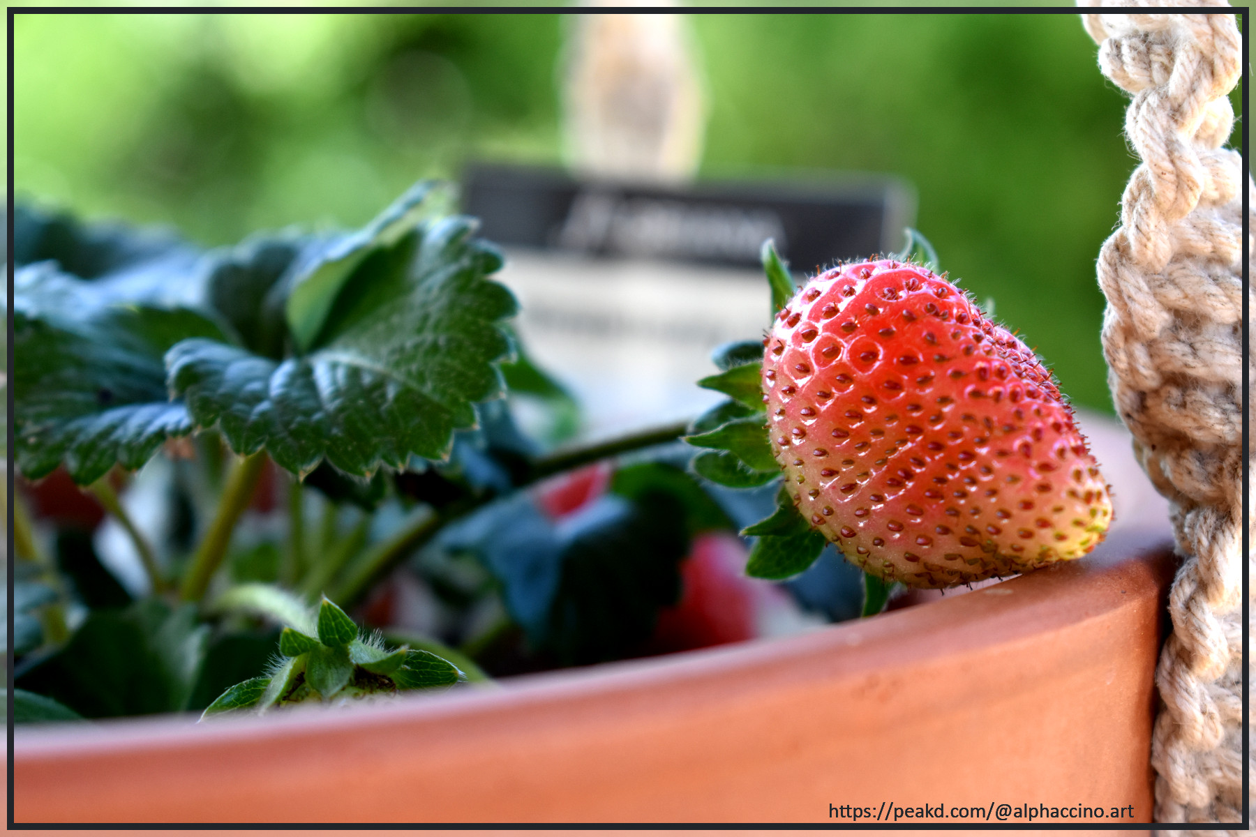 Strawberry blush