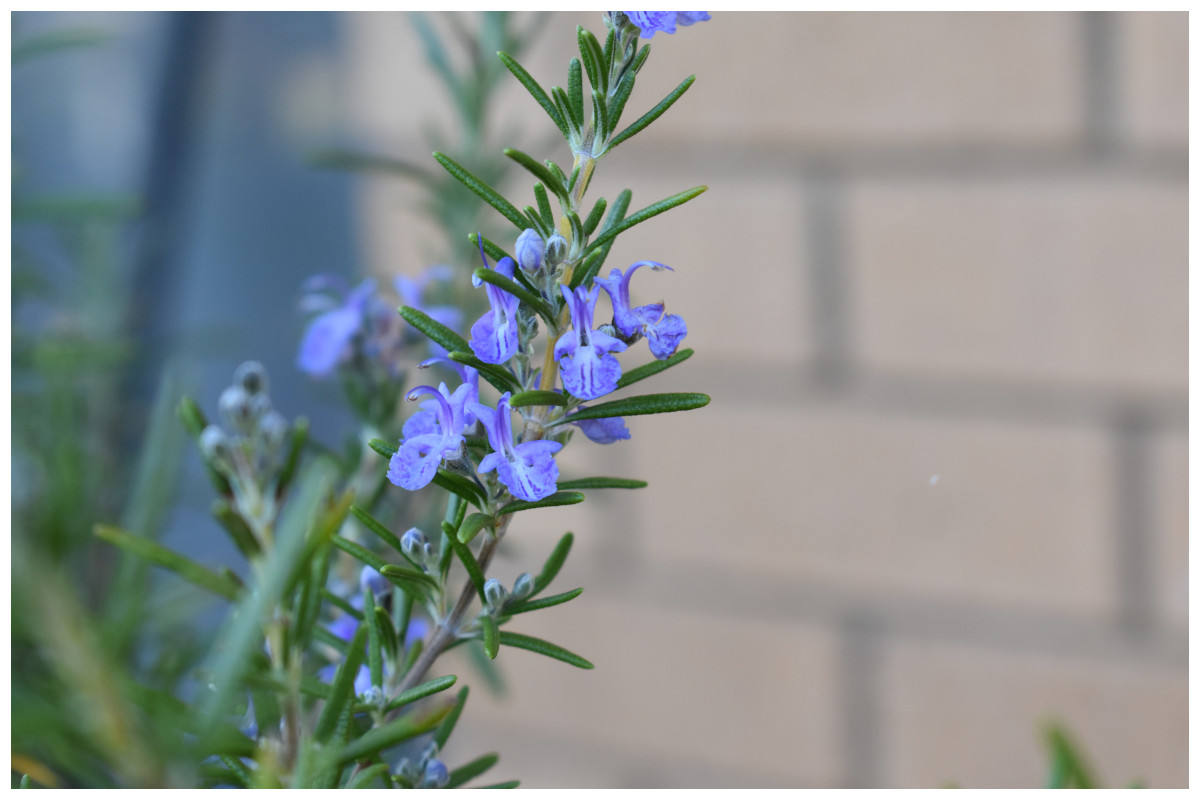 Rosemary (Rosmarinus officinalis)