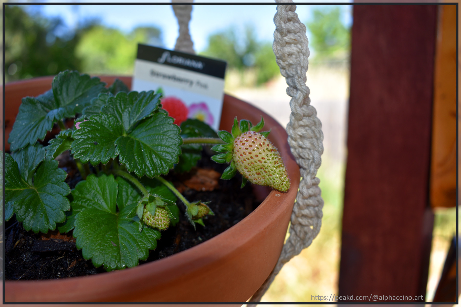 The first strawberry