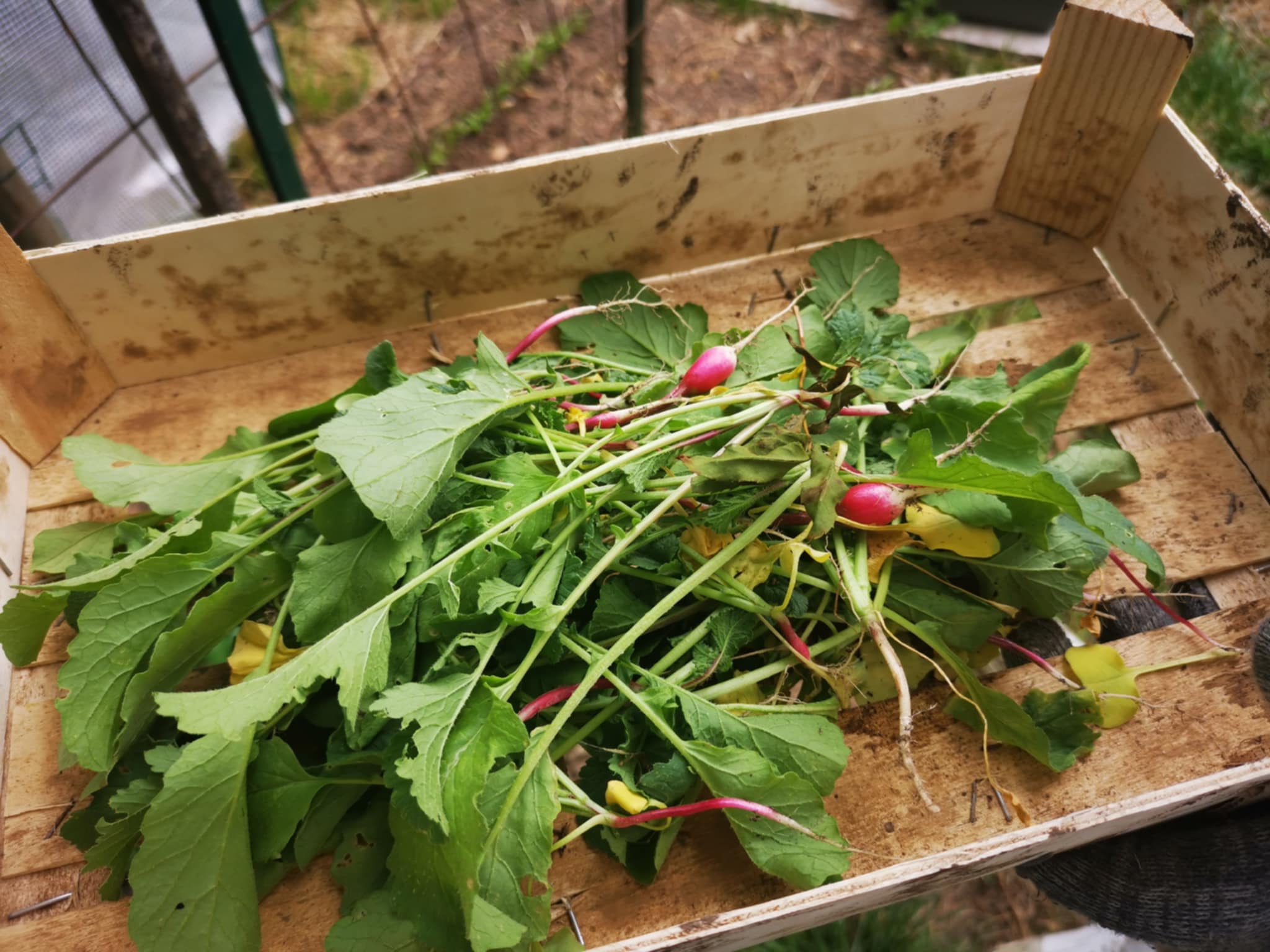 1 - pesto radis.jpg