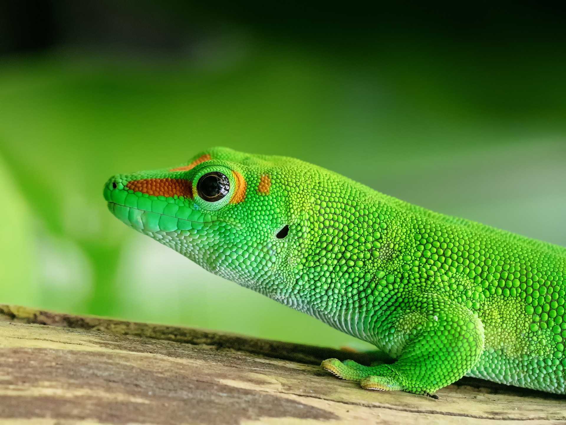 lizard-2732989_1920.jpg