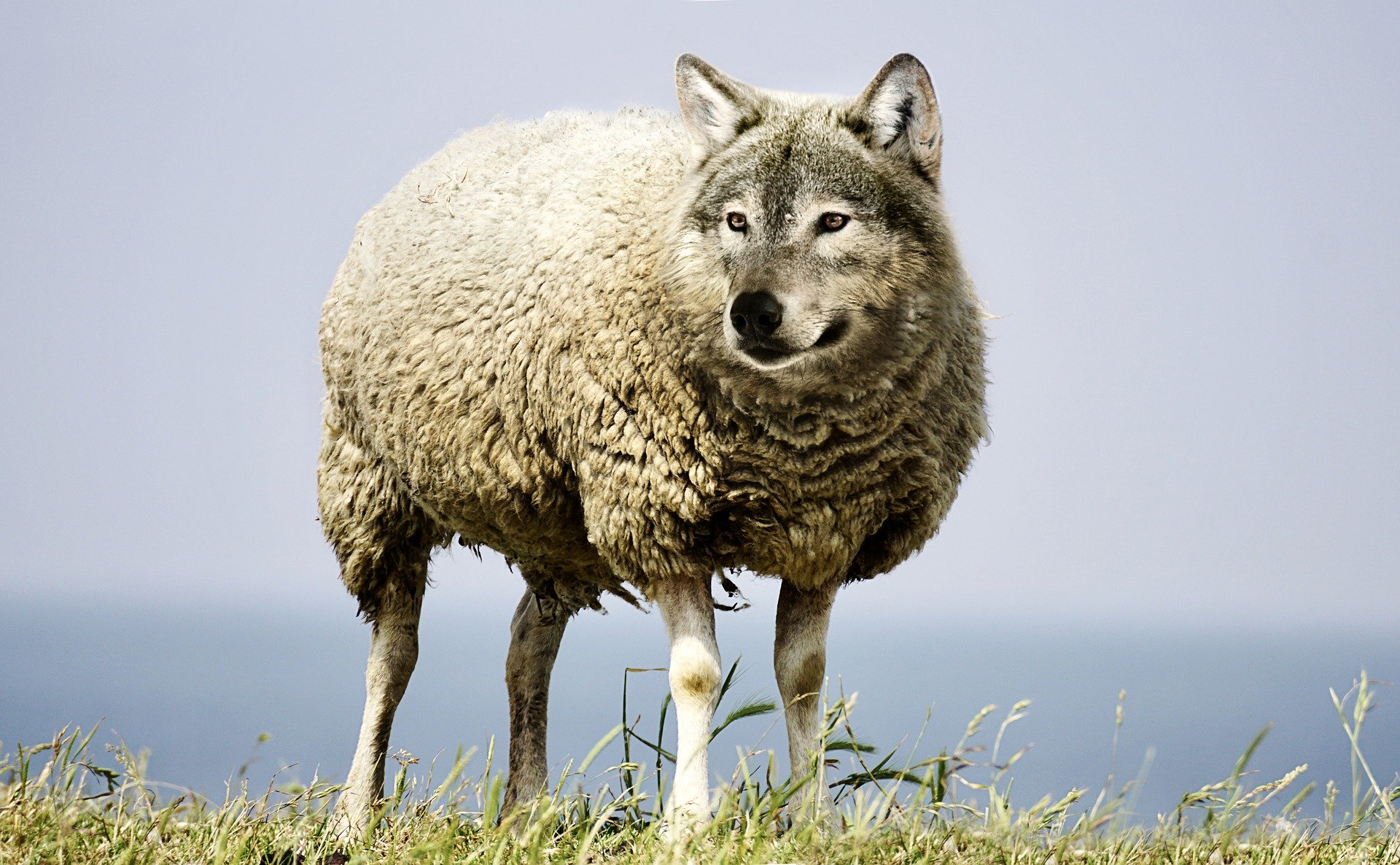 otQsX6uG-wolf-in-sheeps-clothing-2577813_1920.jpg
