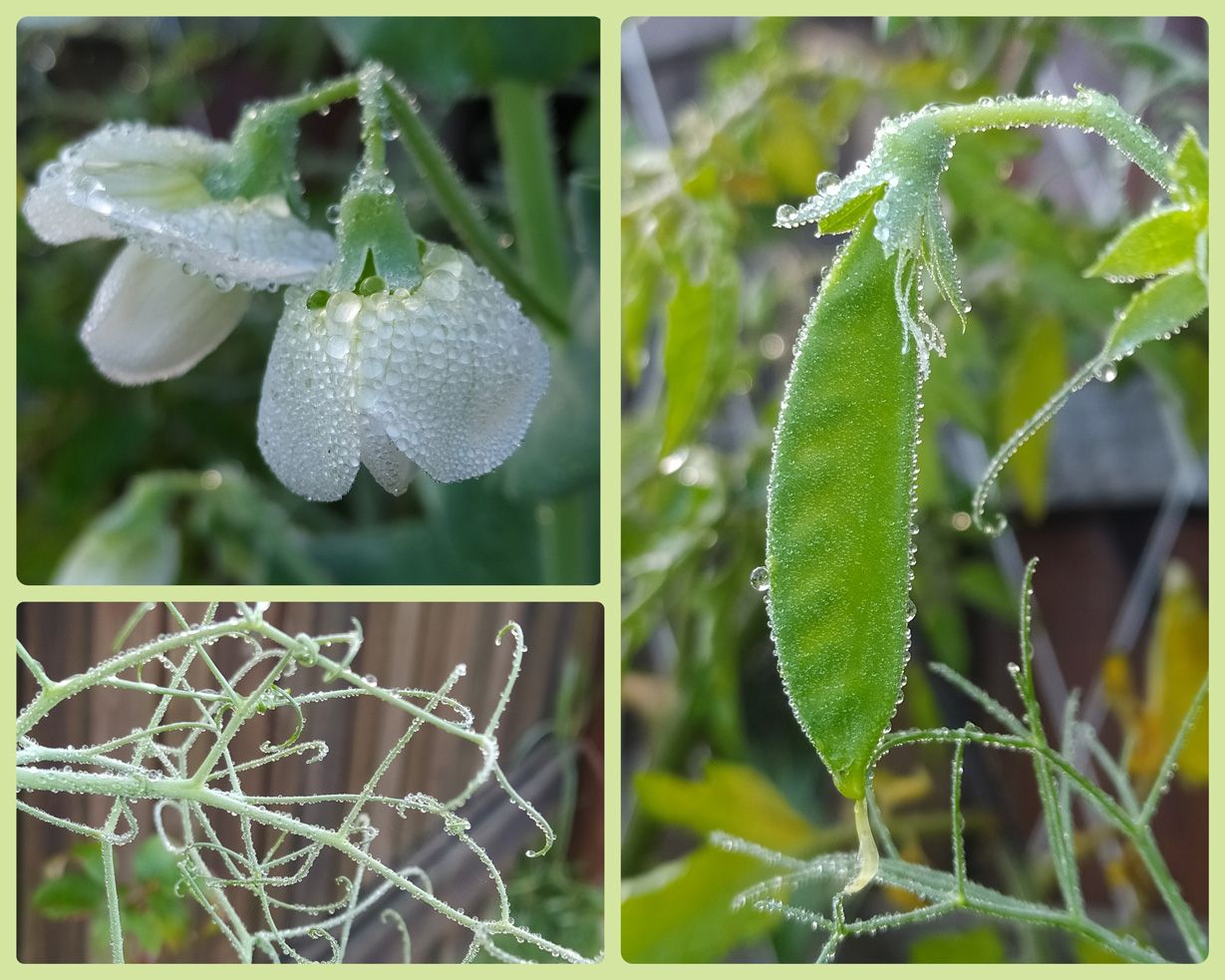 Dewy Peas.jpg