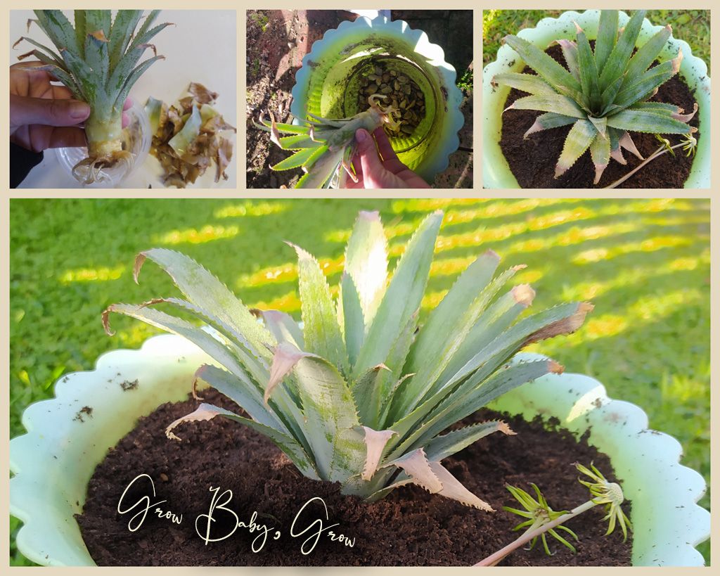 Grow Baby Grow.jpg