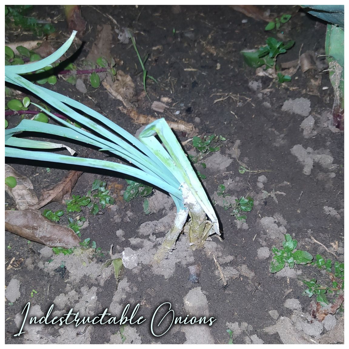 Indestructable Onions.jpg