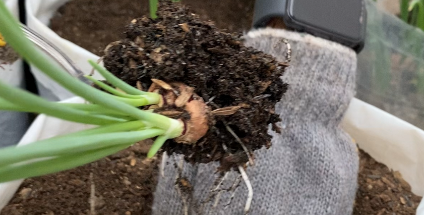 pindahkan semaian.png