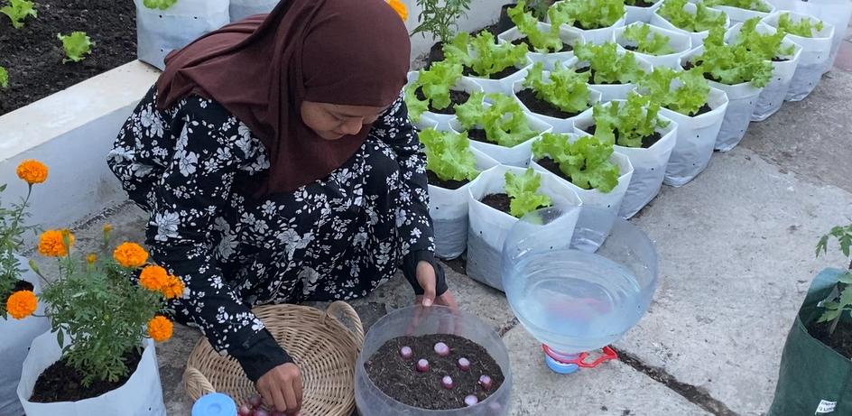 meletakkan bawang di media tanam2.png