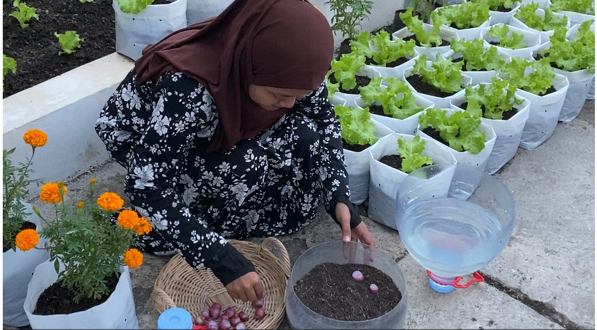 meletakkan bawang di media tanam.png