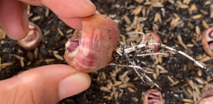 berakar tapi belum tunas.png