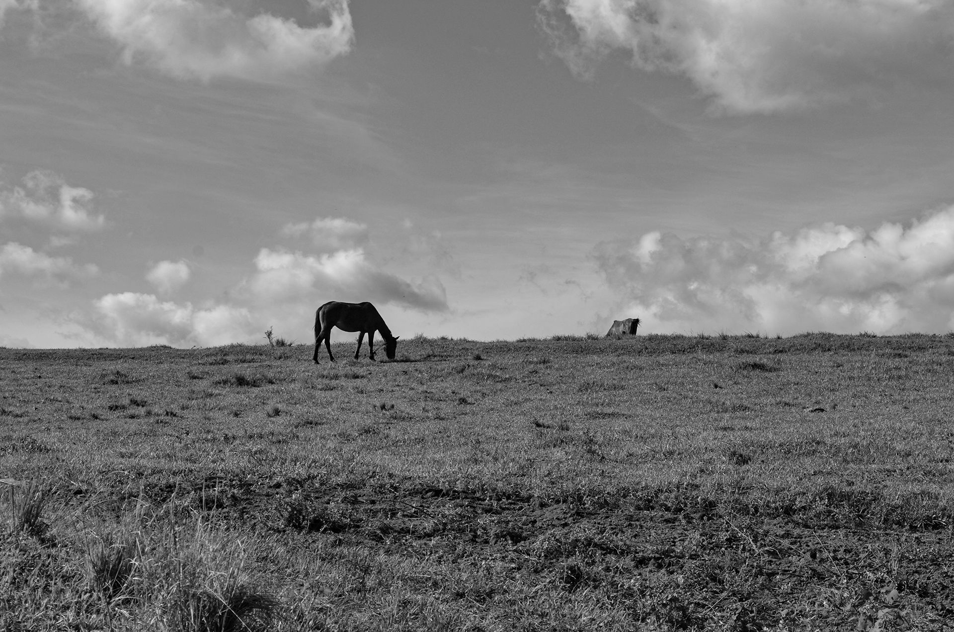 countryside (1).jpg