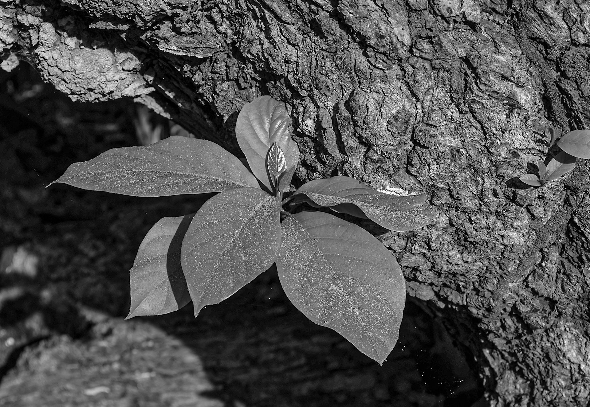 plants (1).jpg