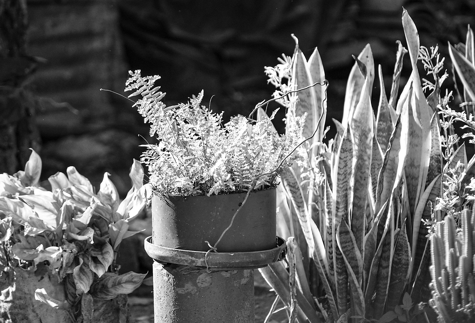 plants (3).jpg