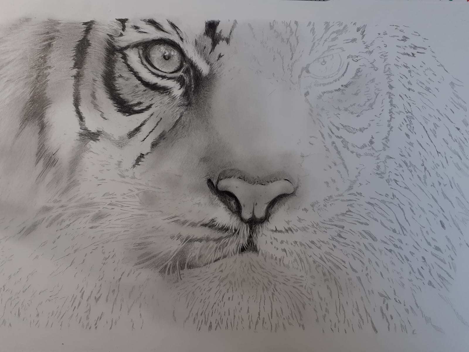 Tiger_WIP02.jpg
