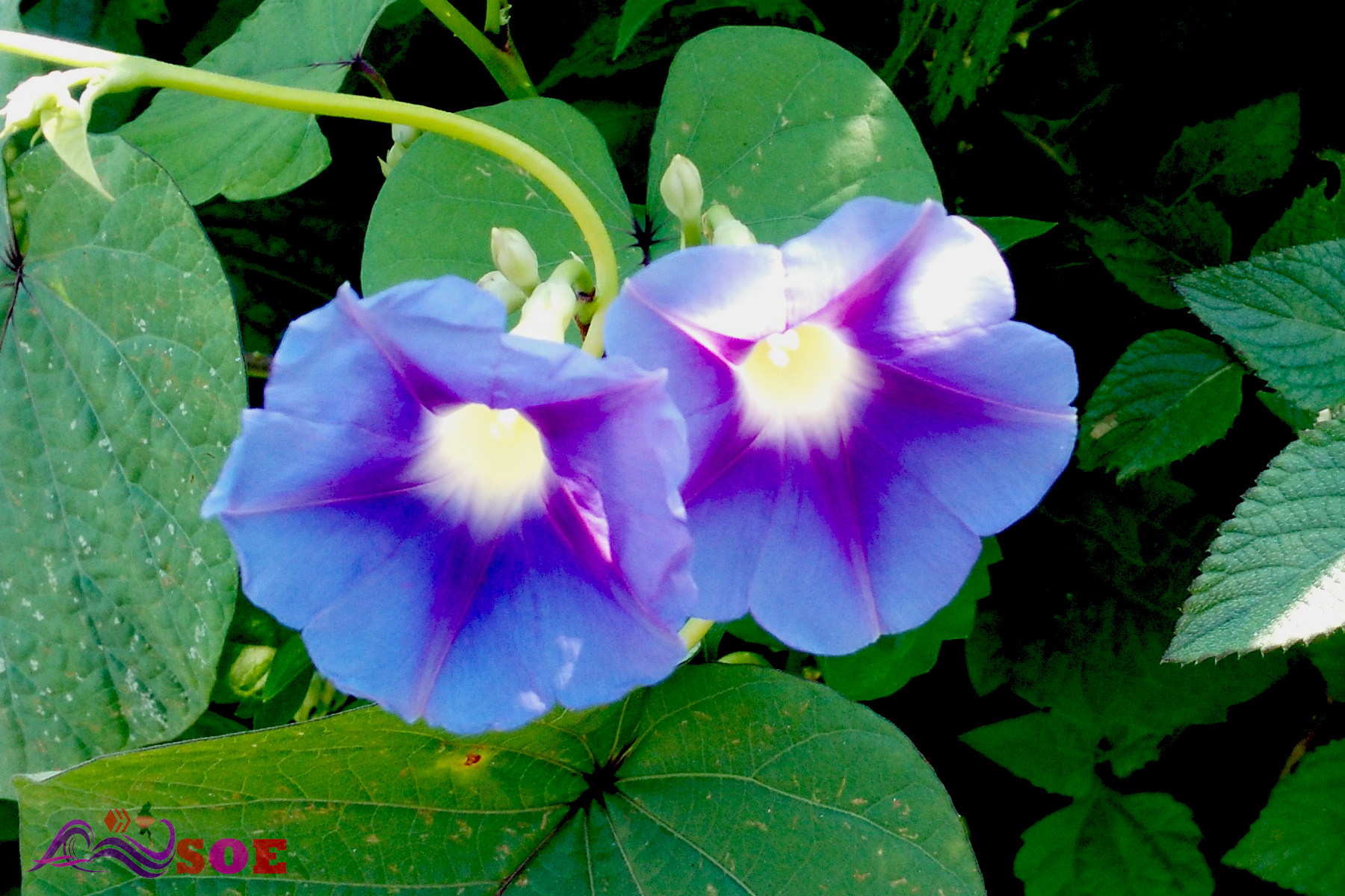 Flower.jpg