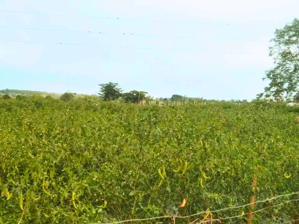 fc435790-ad53-42dc-9dc5-6c245adc2ab1 (1).jpg